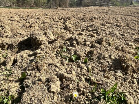 🌾 Ce ne spune un sol proaspăt lucrat?